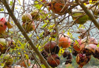 Pomegranites trees in St-Ferriol in November